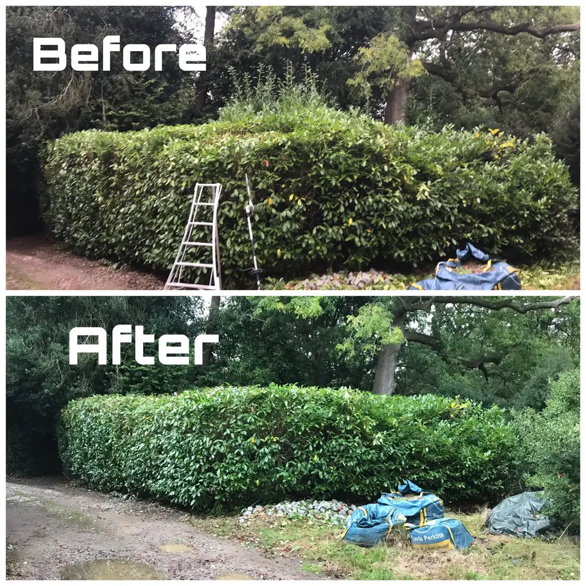 Before and after trimming of a laurel hedge